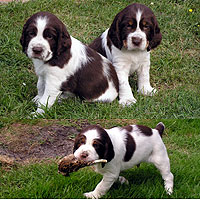 De maurin - English Springer Spaniel - Portée née le 23/04/2004