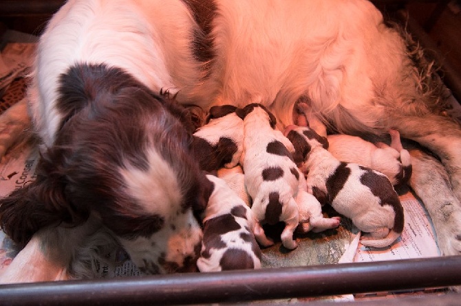 Bébés de GaitaGitana et Hirus du Marais de Saintonge sont nés